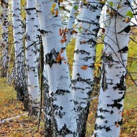 Я выйду в скверик - золото листвы Приклею на подошвы осторожно..... :: Восковых Анна Васильевна 