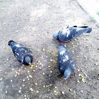Кормление во дворе голубей :: Нина Колгатина 