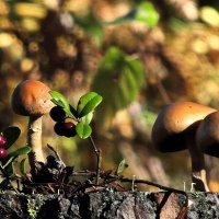 В лес по грибы... :: Владимир Шошин