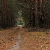 В Берендеевом царстве. :: Восковых Анна Васильевна 