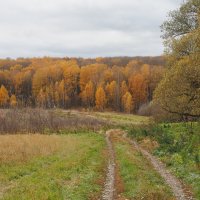 Из осенних бродилок в Подмосковье. :: Евгений Седов