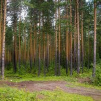 Сосновый лес :: Николай Гирш
