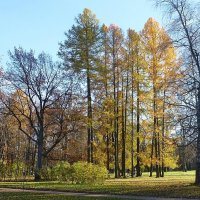 Осень в Александровском парке :: Лидия Бусурина