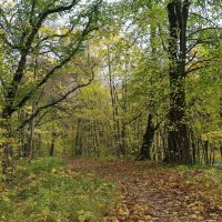 Уголок нетронутой природы :: Маргарита Батырева