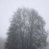 Ёжик в тумане :: Egor 