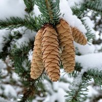 Новогоднее украшение голубой ели. :: Милешкин Владимир Алексеевич 