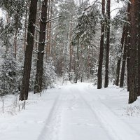 Зимний лес в ноябре. :: Милешкин Владимир Алексеевич 