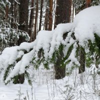 Картинка снежного ноября. :: Милешкин Владимир Алексеевич 