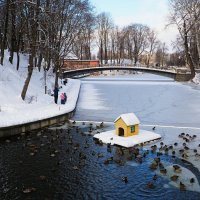По-зимнему выглядит городской сад в ноябре. :: Милешкин Владимир Алексеевич 