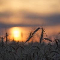 Рассвет в поле :: Виталий Стасов