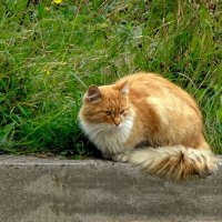 Послеполуденный отдых рыжего кота :: Стальбаум Юрий 