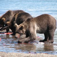 медведи Курильского озера :: Александр Белов