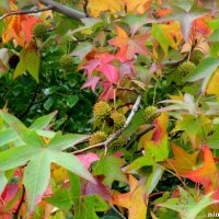 Разноцветье октября :: Нина Бутко