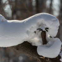 Обнять и согреть. :: Виктор Иванович Чернюк