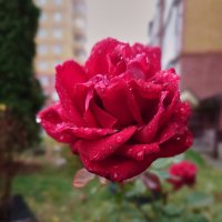 Запоздалая осенняя роза.... :: Referee (Дмитрий)