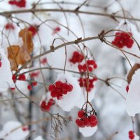 Первый большой снег. :: Нина Сироткина 