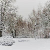 В зимнем парке :: Ирина Олехнович