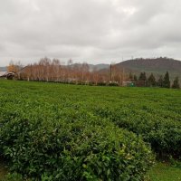 Чайные плантации в ЛОО-СОЧИ :: Tata Wolf
