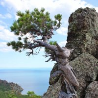 То ли дерево, то ли скульптура :: Владимир Соколов (svladmir)