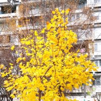 Поздняя осень в Чертанове, Москва :: ГЕНРИХ 