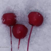 Яблоки на снегу :: Юлия Погодина
