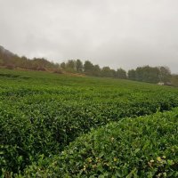 Плантации чая :: Tata Wolf