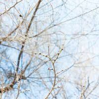 Ветви деревьев в мороз :: Андрей Аксенов