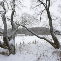 Снег. :: Александр Сергеевич 