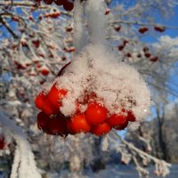 Зима пришла.. :: Наталья Абрамова