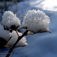 Зима :: Юлия Погодина