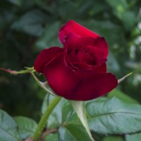 Бутон  бархатной  розы :: Валентин Семчишин