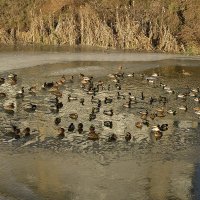 Купель :: Сеня Белгородский