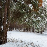 Сосны :: Александр Синдерёв