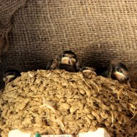 Гнездо ласточки :: Полина Воркачева