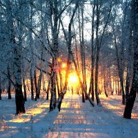 В зимнем лесу! :: Евгения 
