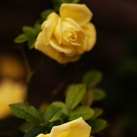 желтая роза... :: Лариса Н