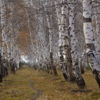 тропинка,,, :: александр варламов