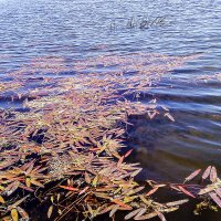 Водоросли :: Светлана Воробьёва