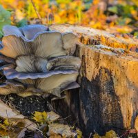 Большие грибы. :: Igor Yakovlev