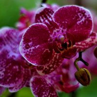 Орхидея :: Евгения Сихова