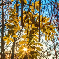 Осеннее солнышко :: Наташа С
