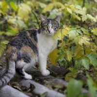 Кот или кошка? :: Olga Moskvitina