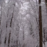 Зима,аллея-красота! :: Valentina Patalakh