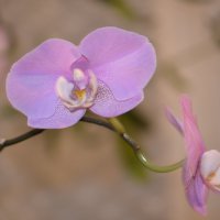 Орхидея :: Надежда Абрамова