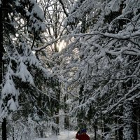 Красота зимнего леса :: Борис Русаков