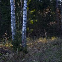 Лучи заходящего солнца в лесу. :: Николай Галкин