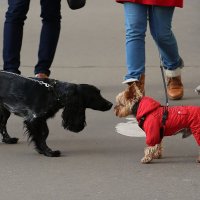 У вас нет шансов,ребята.... :: Елена Разумилова