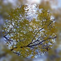 Осенняя листва :: Лариника Кузьменко
