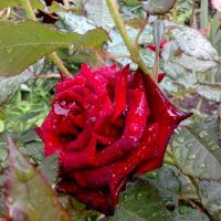 утренняя роза :: sashikandr 