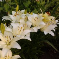 Белые лилии :: sashikandr 